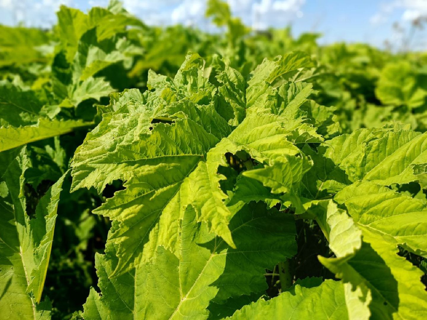 Можайск, Можайский городской округ, Подмосковье, борщевик Сосновского, обработка, земля, экология, опасное растение
