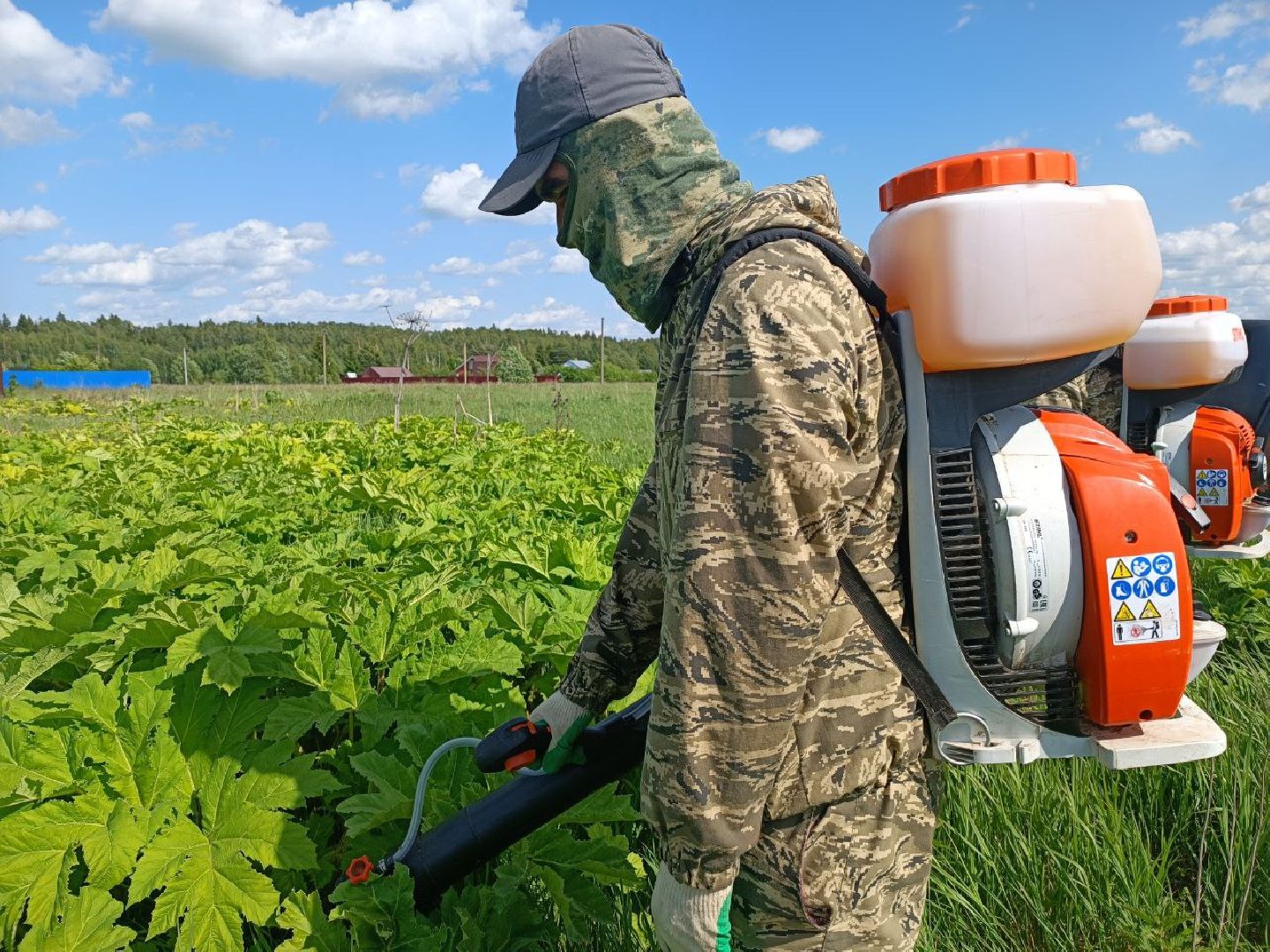 Можайск, Можайский городской округ, Подмосковье, борщевик Сосновского, обработка, земля, экология, опасное растение