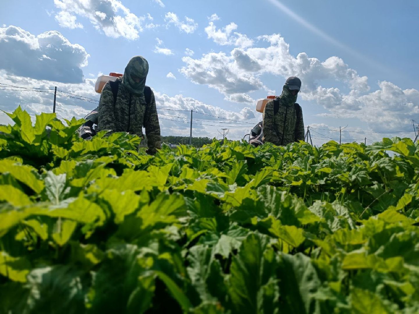 Можайск, Можайский городской округ, Подмосковье, борщевик Сосновского, обработка, земля, экология, опасное растение