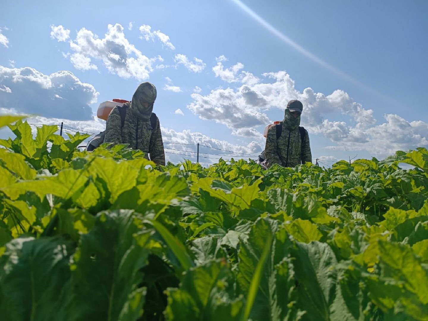Можайск, Можайский городской округ, Подмосковье, борщевик Сосновского, обработка, земля, экология, опасное растение