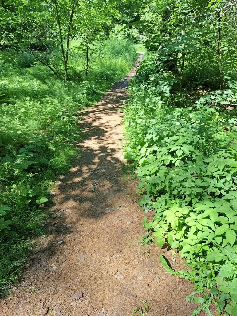 Руза, Тучково, благоустройство, народные тропы, пешеходные дорожки