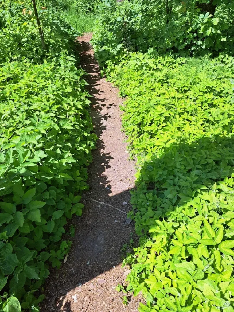 Руза, Тучково, благоустройство, народные тропы, пешеходные дорожки