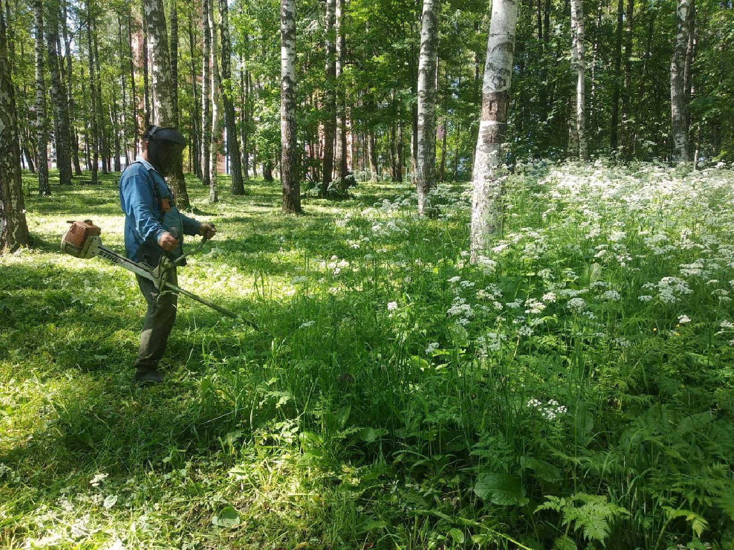 Дмитров, Березовая роща, Минблаго МО