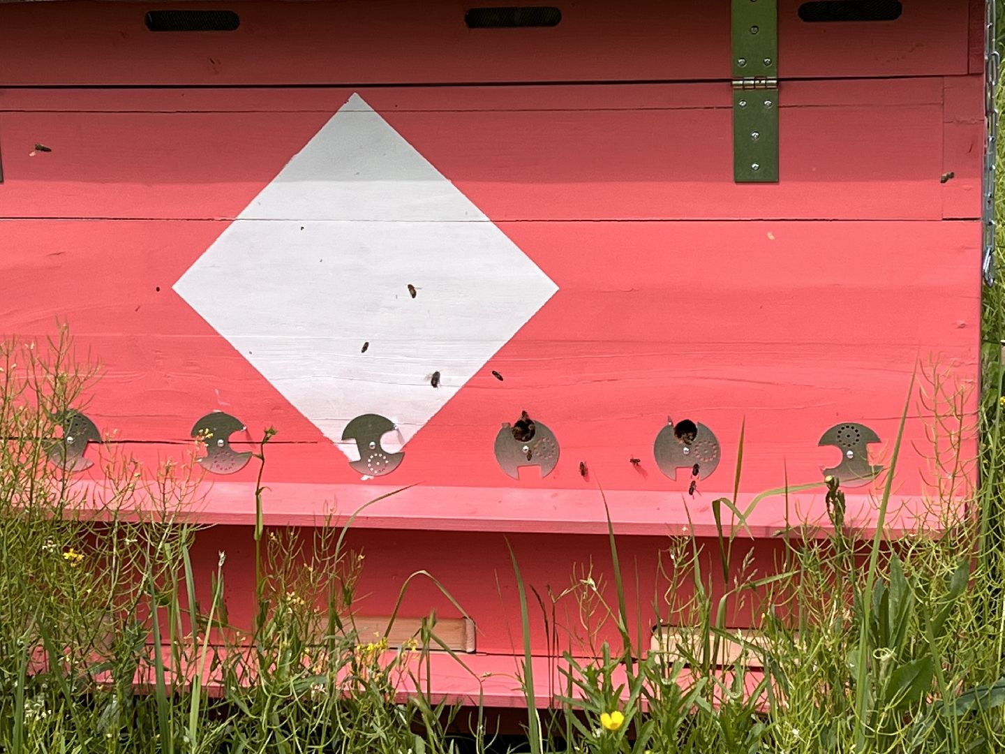 Шаховская, пчелы, мед