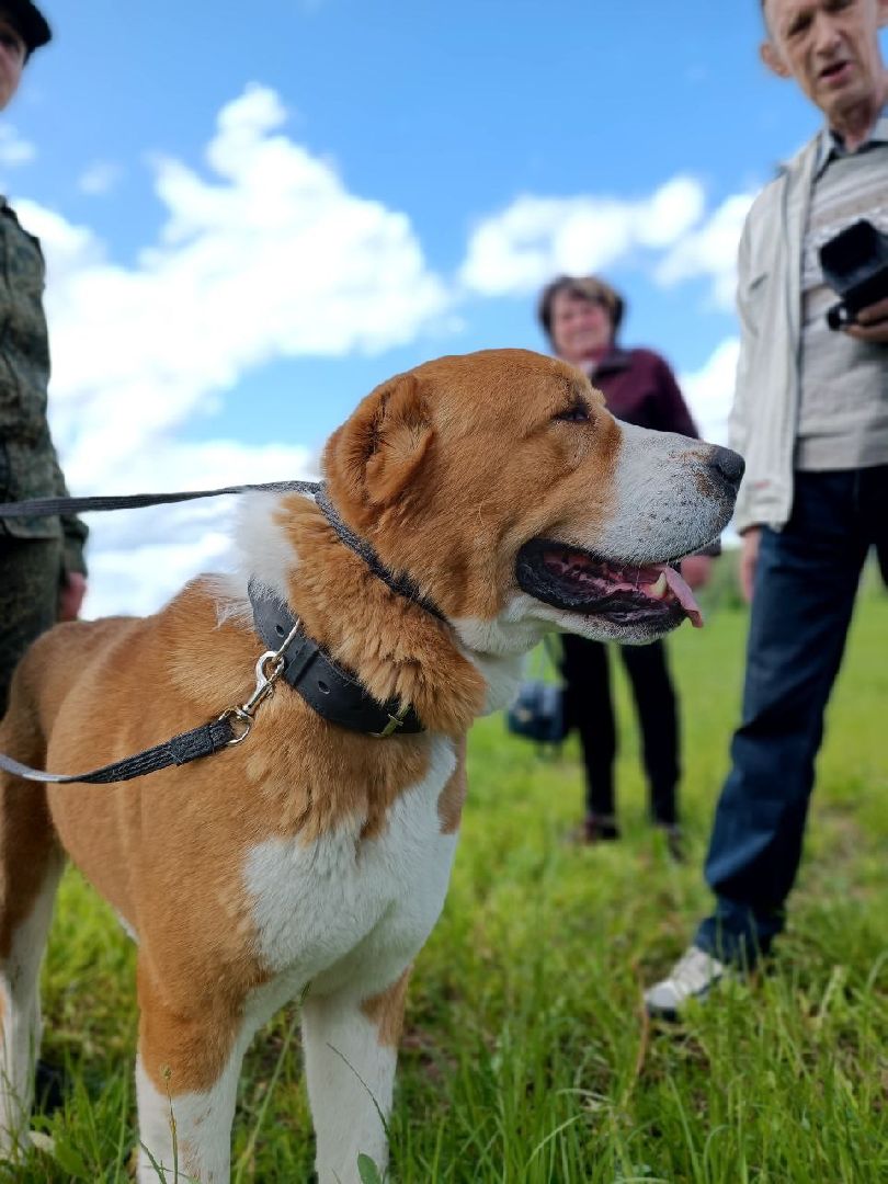 Можайск, Можайский городской округ, Подмосковье, собаки, служебные собаки, показательные выступления, несение службы, охрана территории, армия