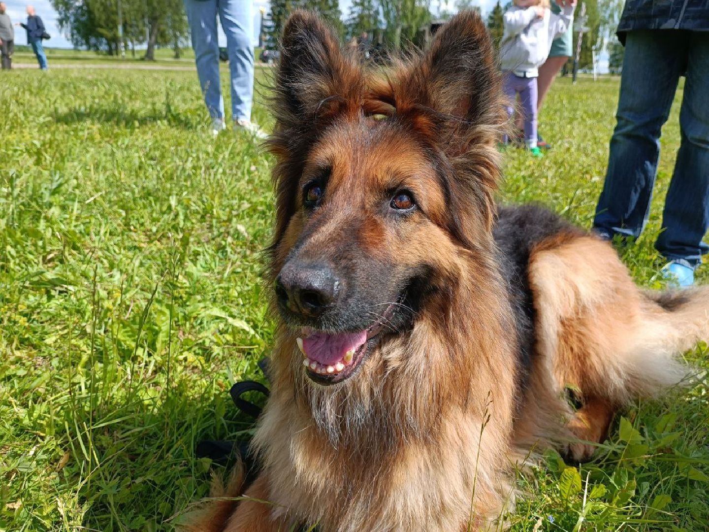 Можайск, Можайский городской округ, Подмосковье, собаки, служебные собаки, показательные выступления, несение службы, охрана территории, армия