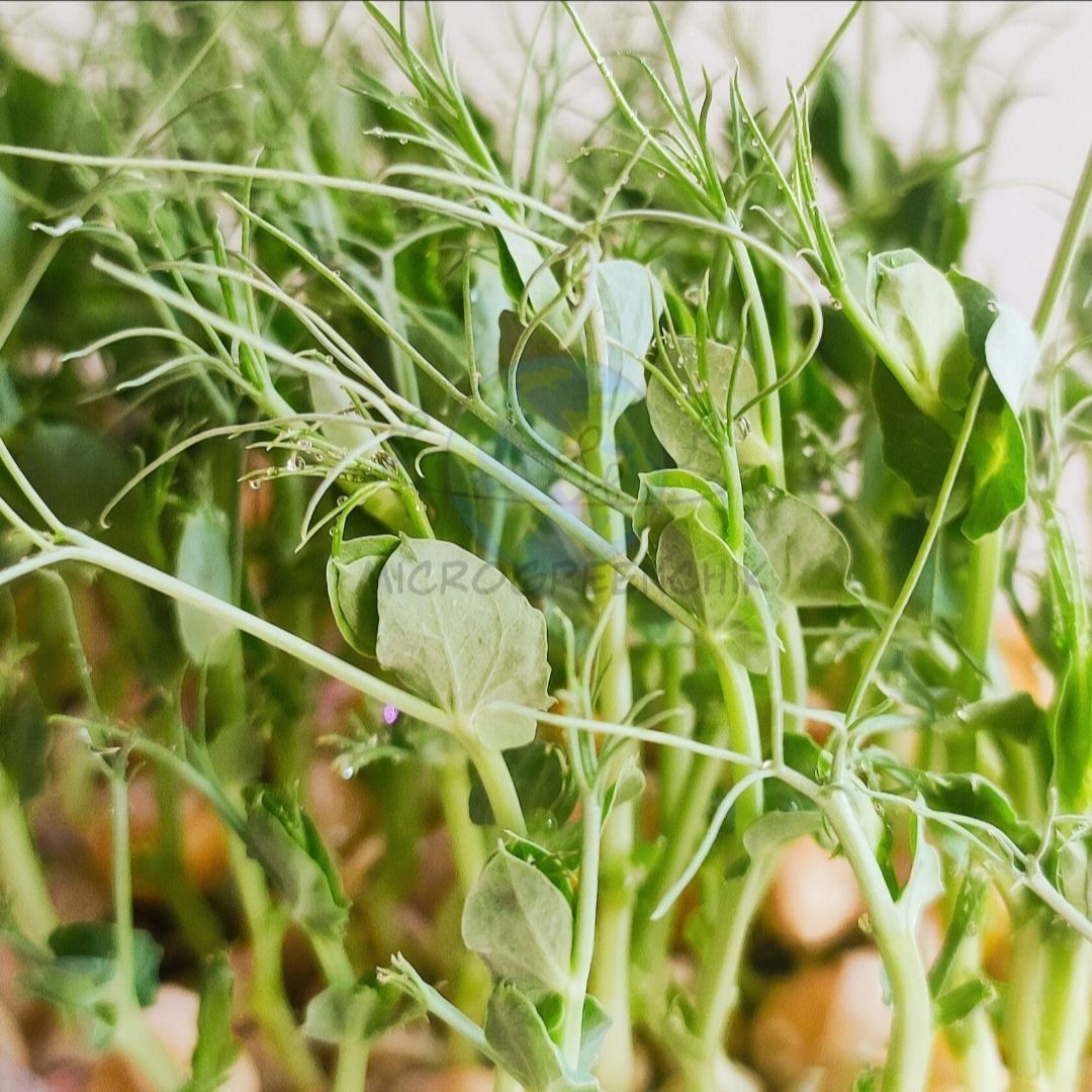 Звенигород, образование, бизнес-проекты, развитие предпринимательства, школа