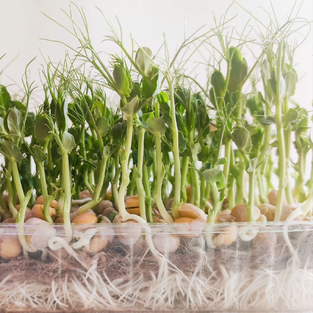 Звенигород, образование, бизнес-проекты, развитие предпринимательства, школа