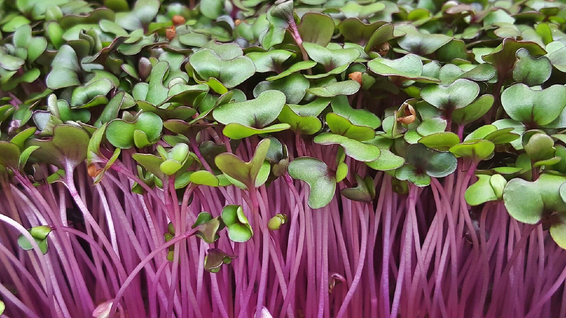 Звенигород, образование, бизнес-проекты, развитие предпринимательства, школа