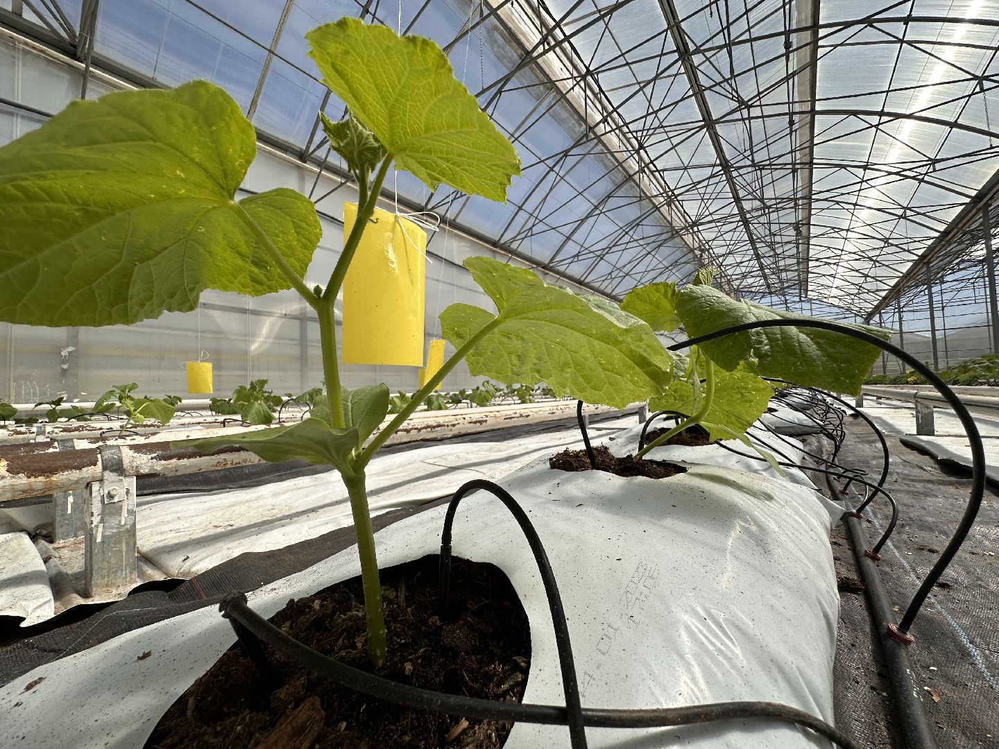 Одинцово, ВНИИСОК, Сельское хозяйство, Урожай, Подмосковье