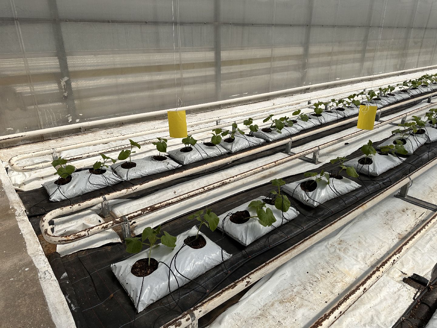 Одинцово, ВНИИСОК, Сельское хозяйство, Урожай, Подмосковье