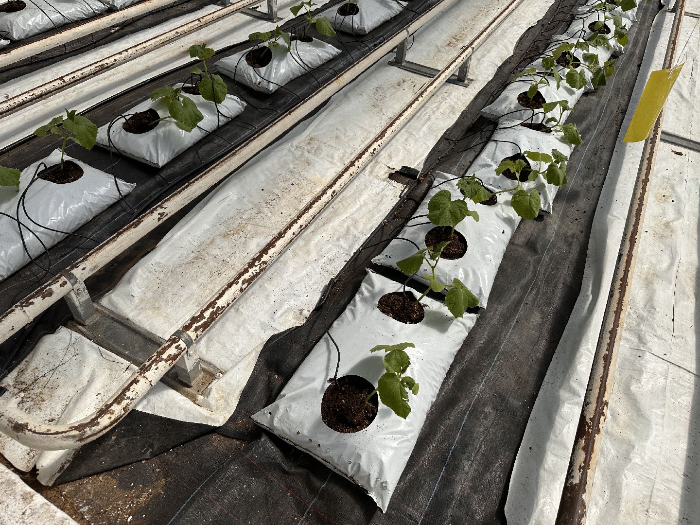 Одинцово, ВНИИСОК, Сельское хозяйство, Урожай, Подмосковье