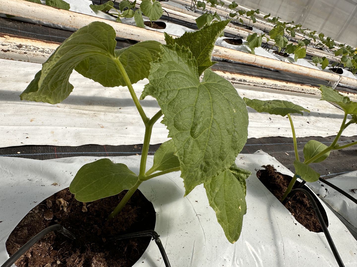 Одинцово, ВНИИСОК, Сельское хозяйство, Урожай, Подмосковье