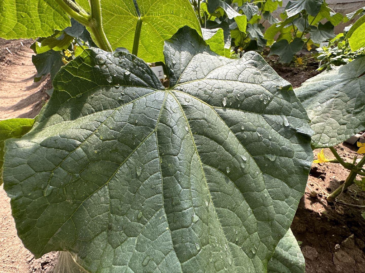 Одинцово, ВНИИСОК, Сельское хозяйство, Урожай, Подмосковье