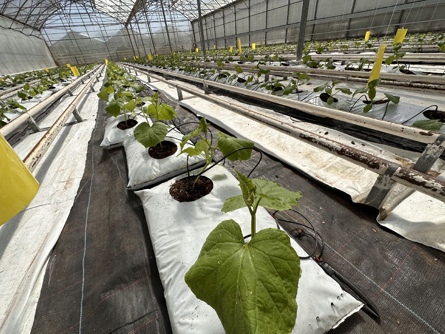 Одинцово, ВНИИСОК, Сельское хозяйство, Урожай, Подмосковье