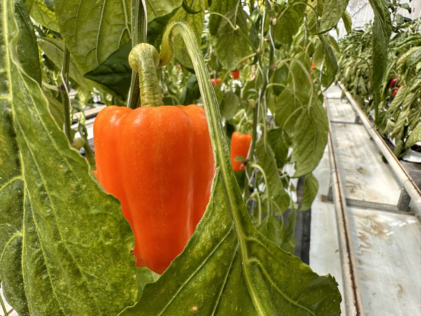 Одинцово, ВНИИСОК, Продовольственная Безопасность, томаты, помидоры, овощи, перец