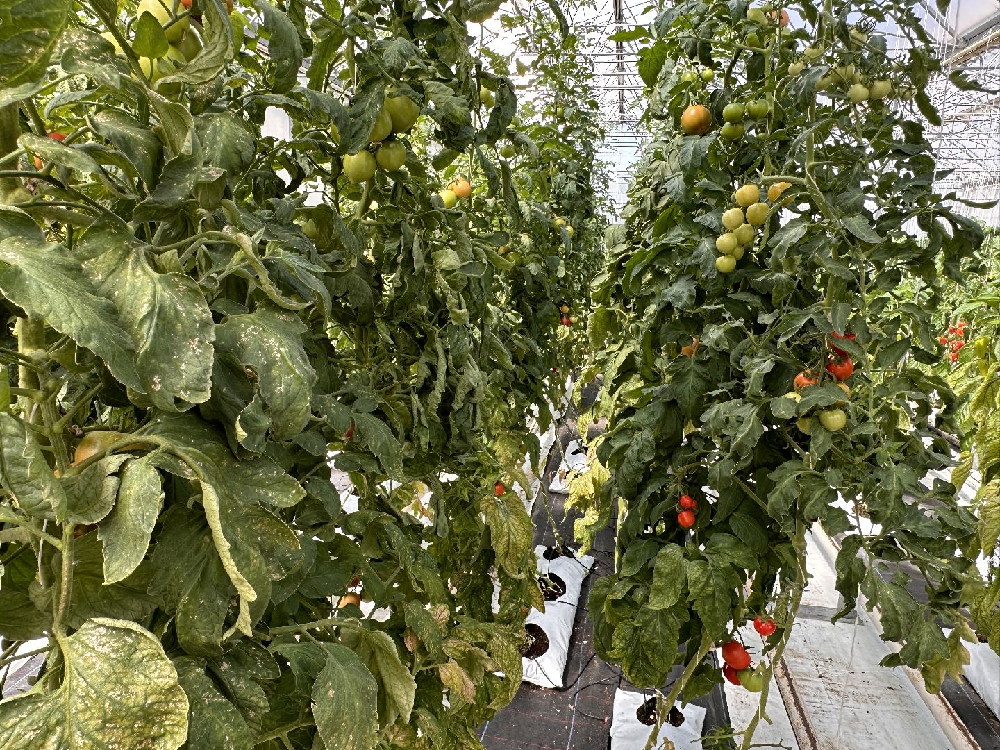 Одинцово, ВНИИСОК, Продовольственная Безопасность, томаты, помидоры, овощи, перец