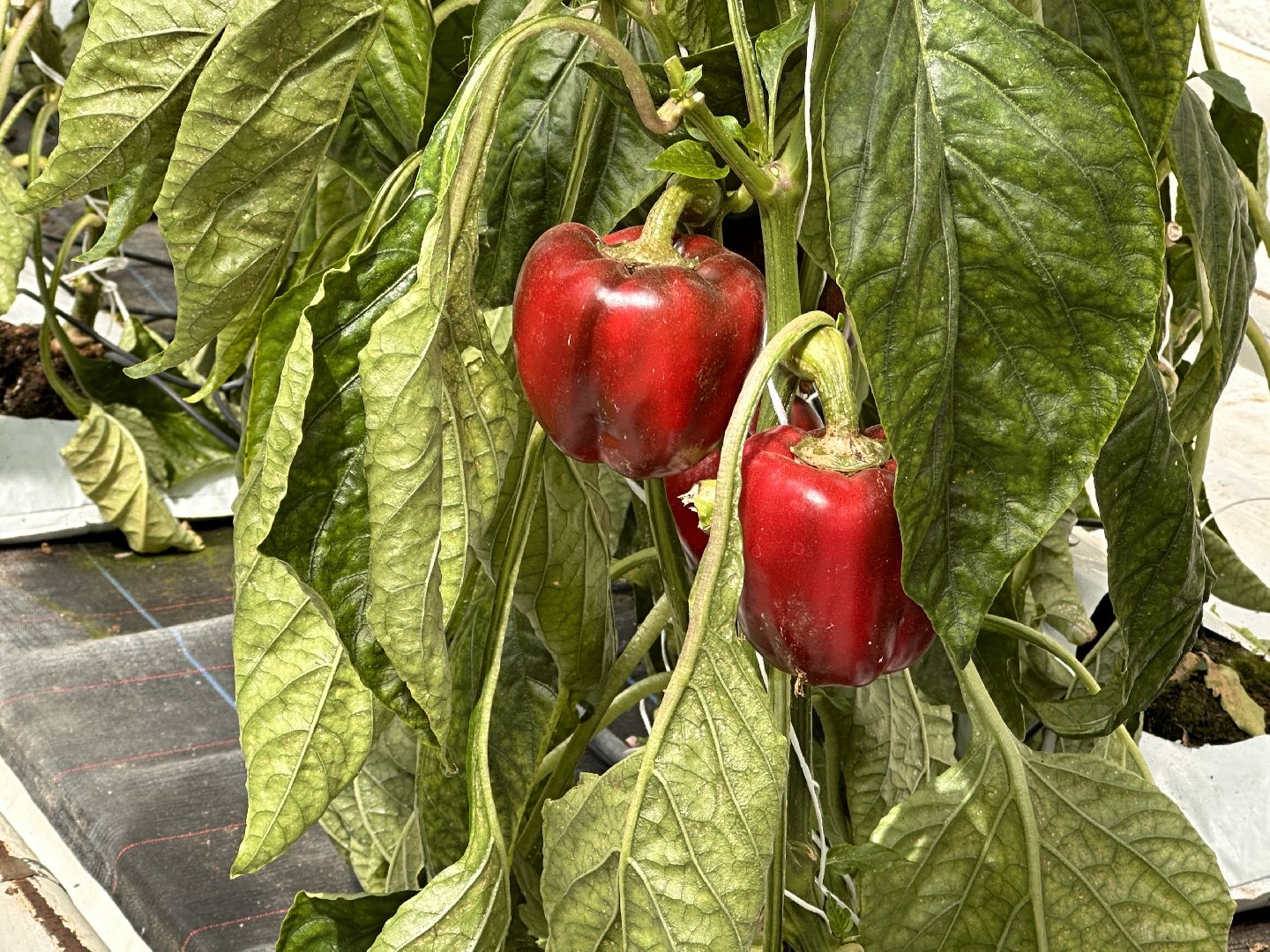 Одинцово, ВНИИСОК, Продовольственная Безопасность, томаты, помидоры, овощи, перец