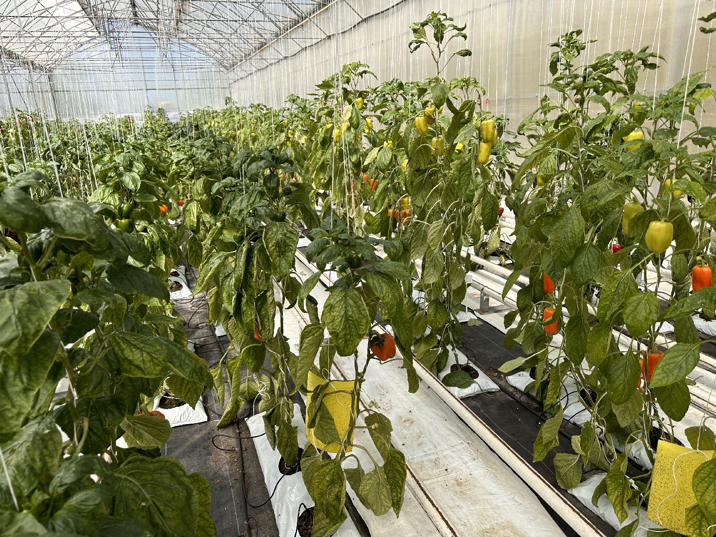 Одинцово, ВНИИСОК, Продовольственная Безопасность, томаты, помидоры, овощи, перец