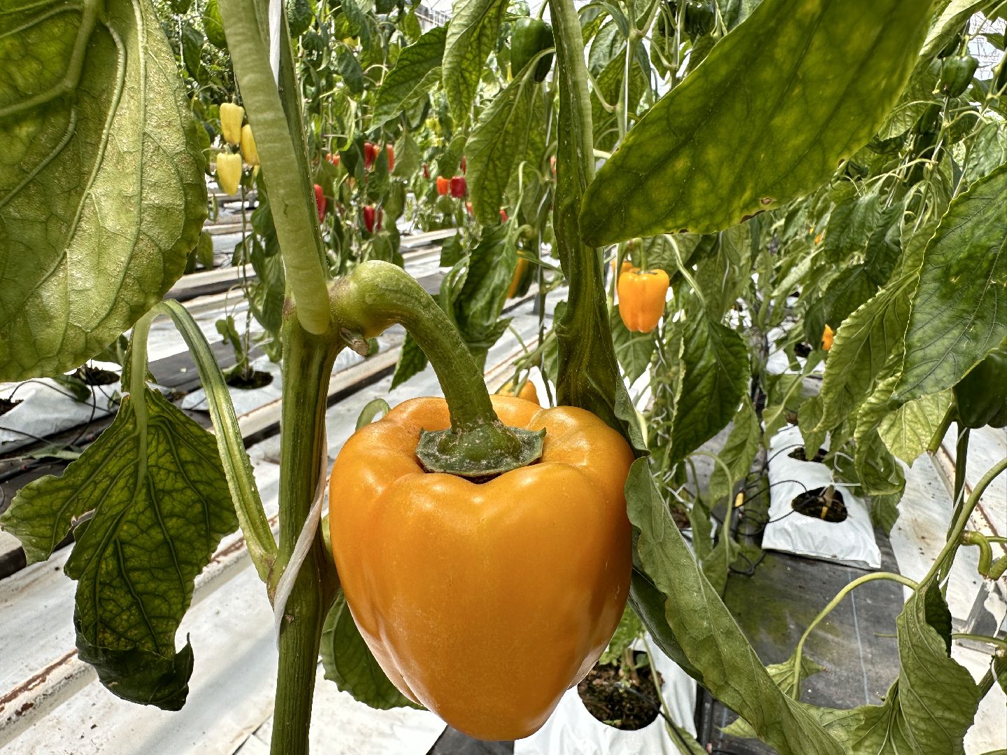 Одинцово, ВНИИСОК, Продовольственная Безопасность, томаты, помидоры, овощи, перец