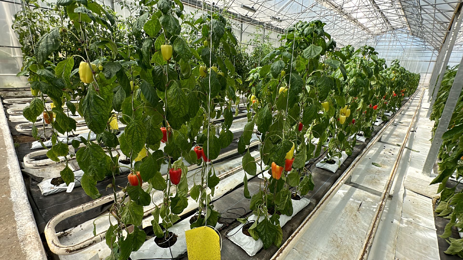 Одинцово, ВНИИСОК, Продовольственная Безопасность, томаты, помидоры, овощи, перец