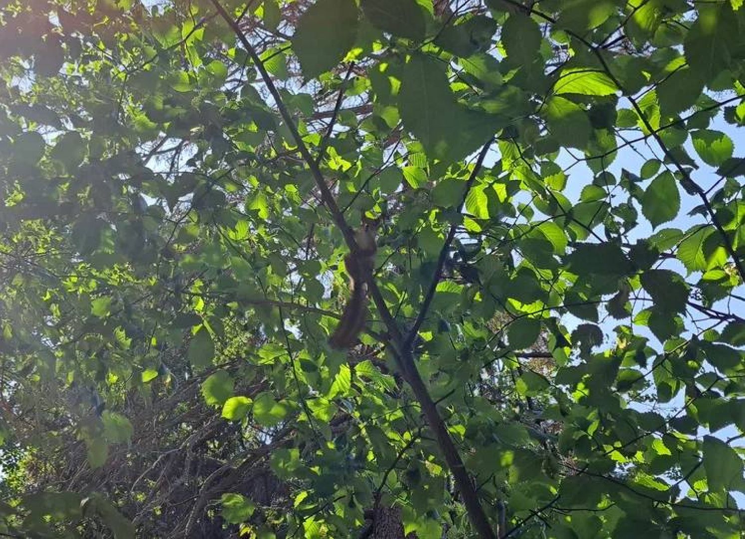 Старая Руза, общество, животные, белка, братья меньшие, Рузский округ