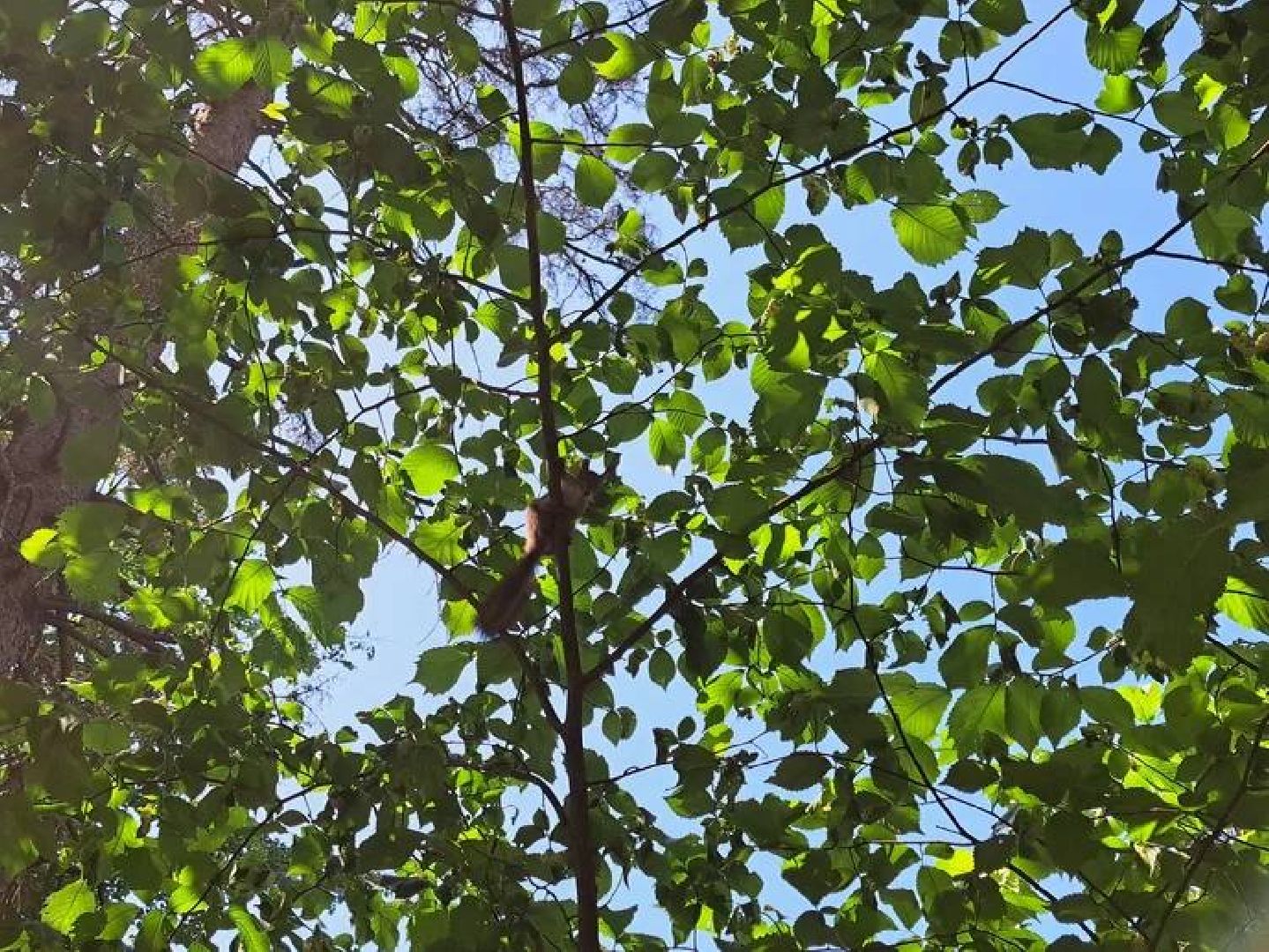 Старая Руза, общество, животные, белка, братья меньшие, Рузский округ