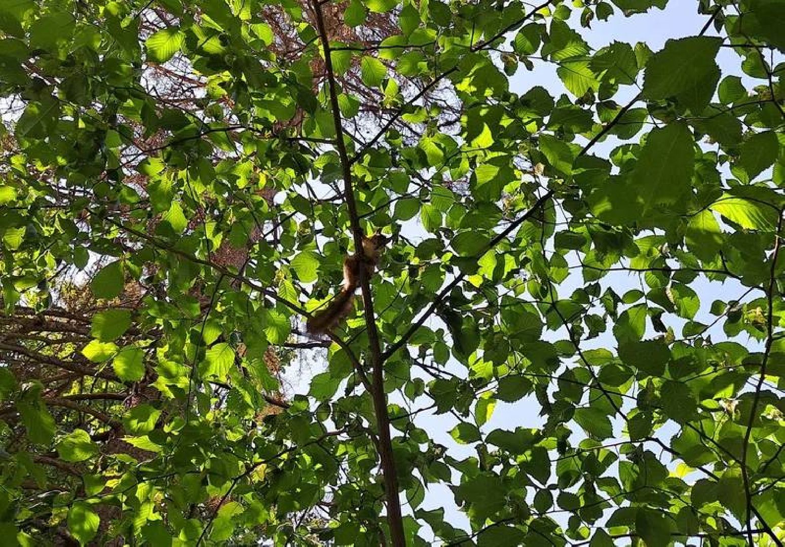 Старая Руза, общество, животные, белка, братья меньшие, Рузский округ