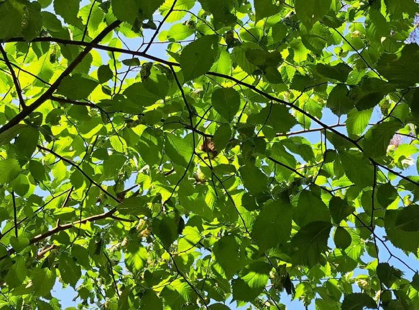 Старая Руза, общество, животные, белка, братья меньшие, Рузский округ