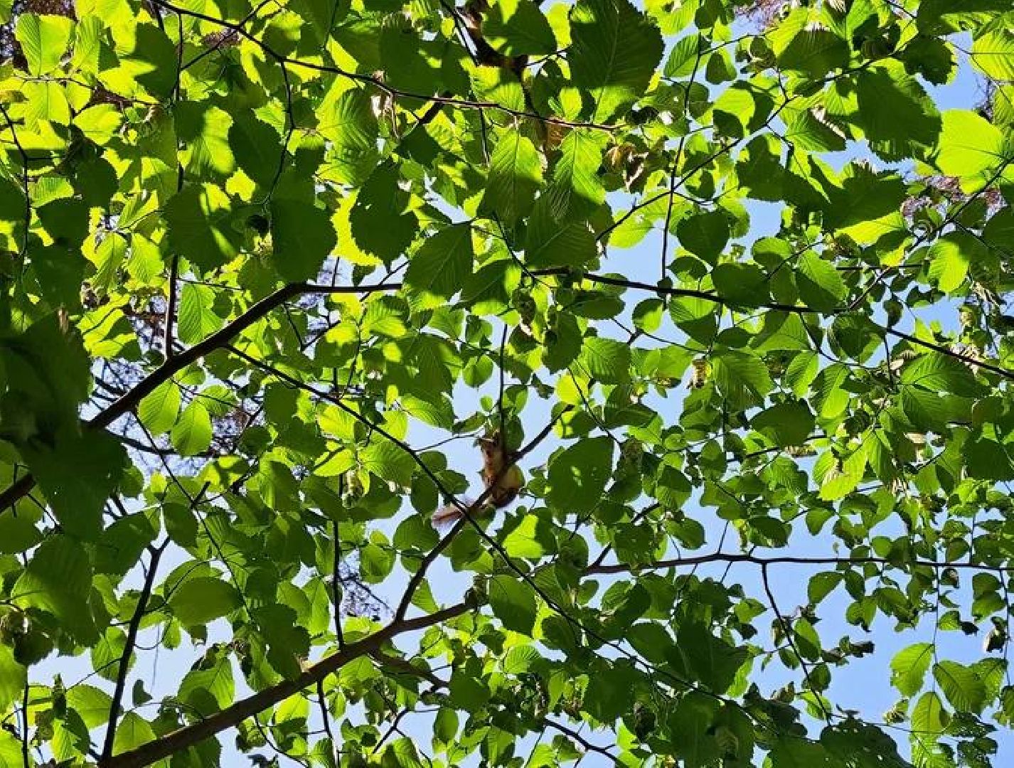 Старая Руза, общество, животные, белка, братья меньшие, Рузский округ