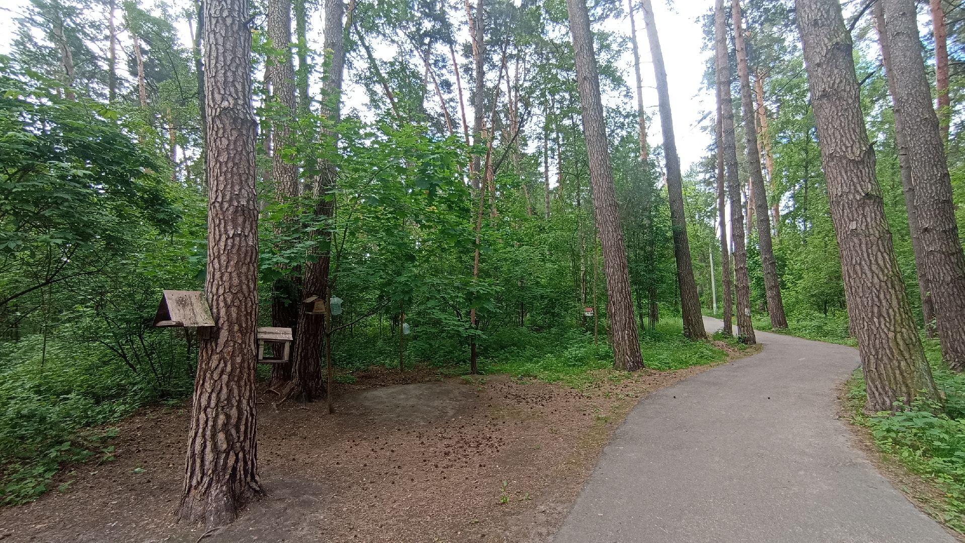 Серпухов, Подмосковье, стадион, белки, реконструкция