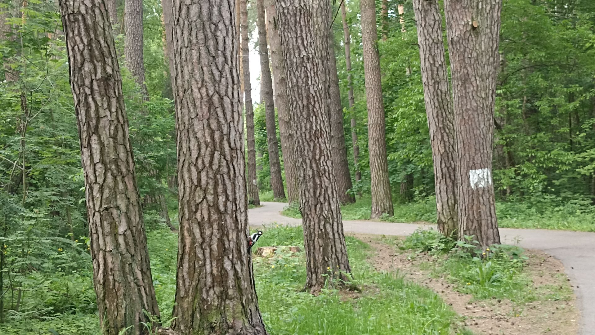 Серпухов, Подмосковье, стадион, белки, реконструкция