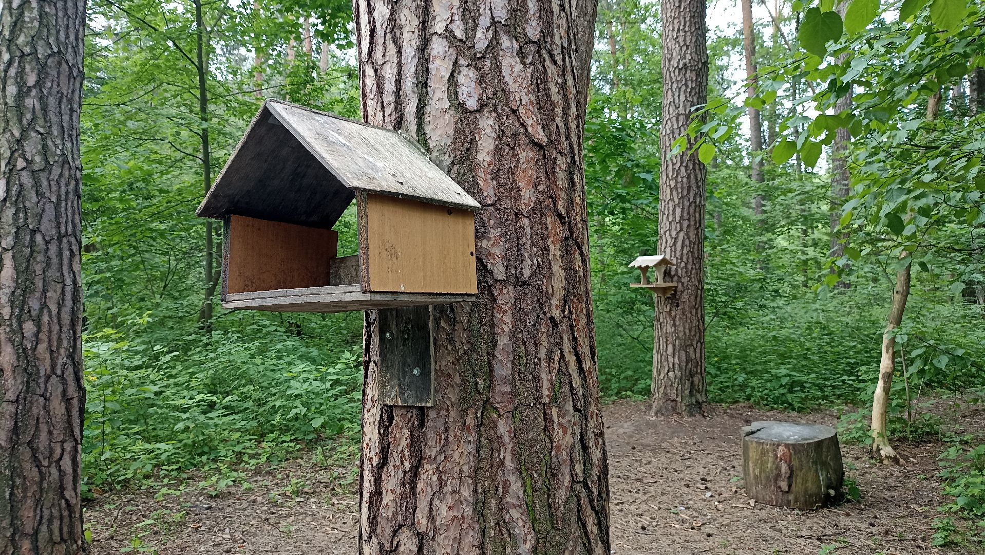 Серпухов, Подмосковье, стадион, белки, реконструкция