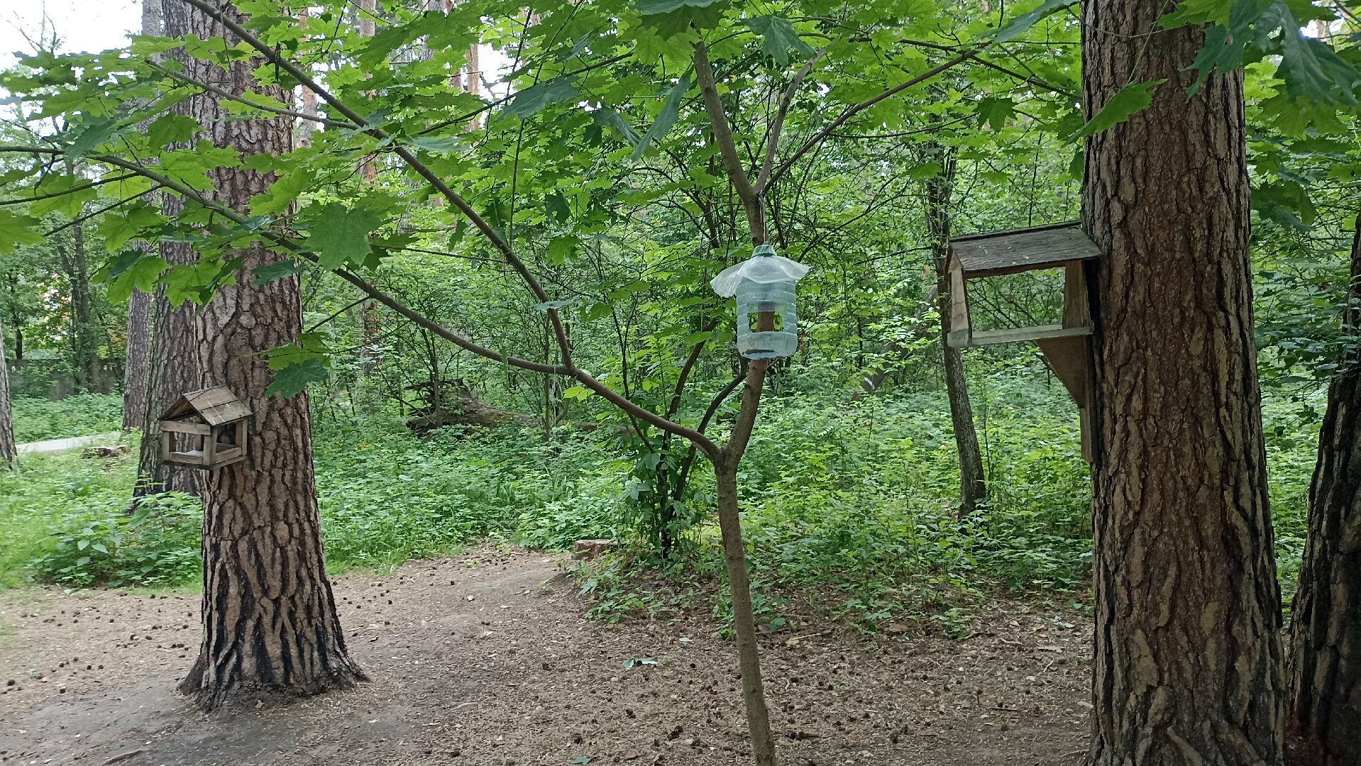 Серпухов, Подмосковье, стадион, белки, реконструкция