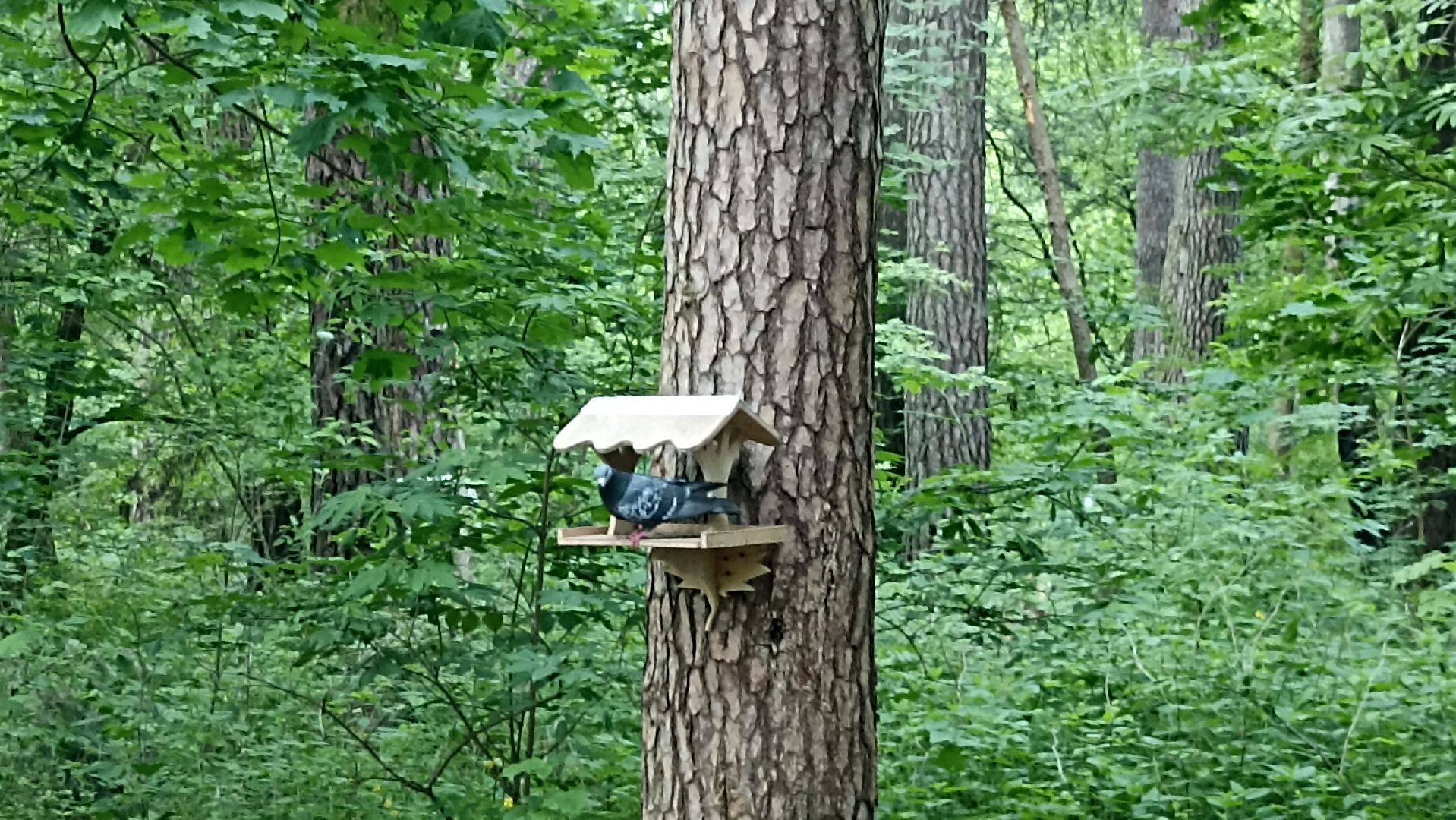 Серпухов, Подмосковье, стадион, белки, реконструкция