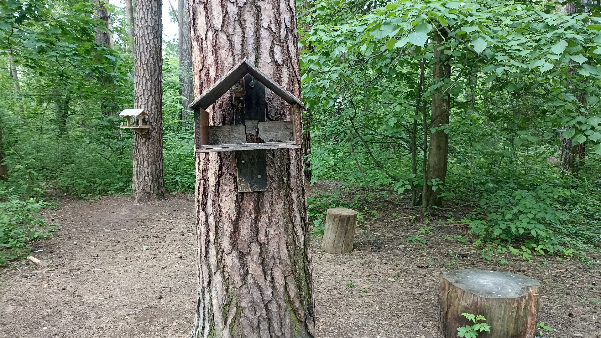 Серпухов, Подмосковье, стадион, белки, реконструкция