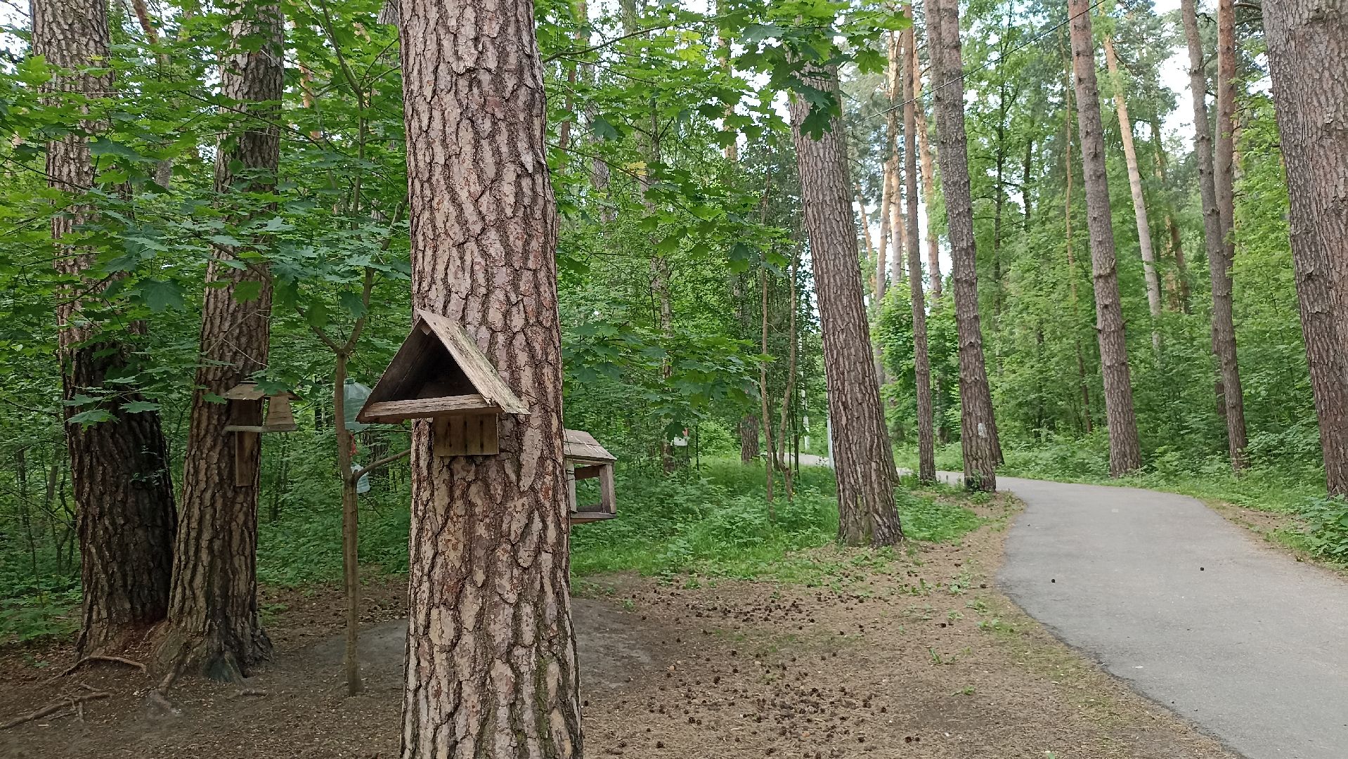 Серпухов, Подмосковье, стадион, белки, реконструкция