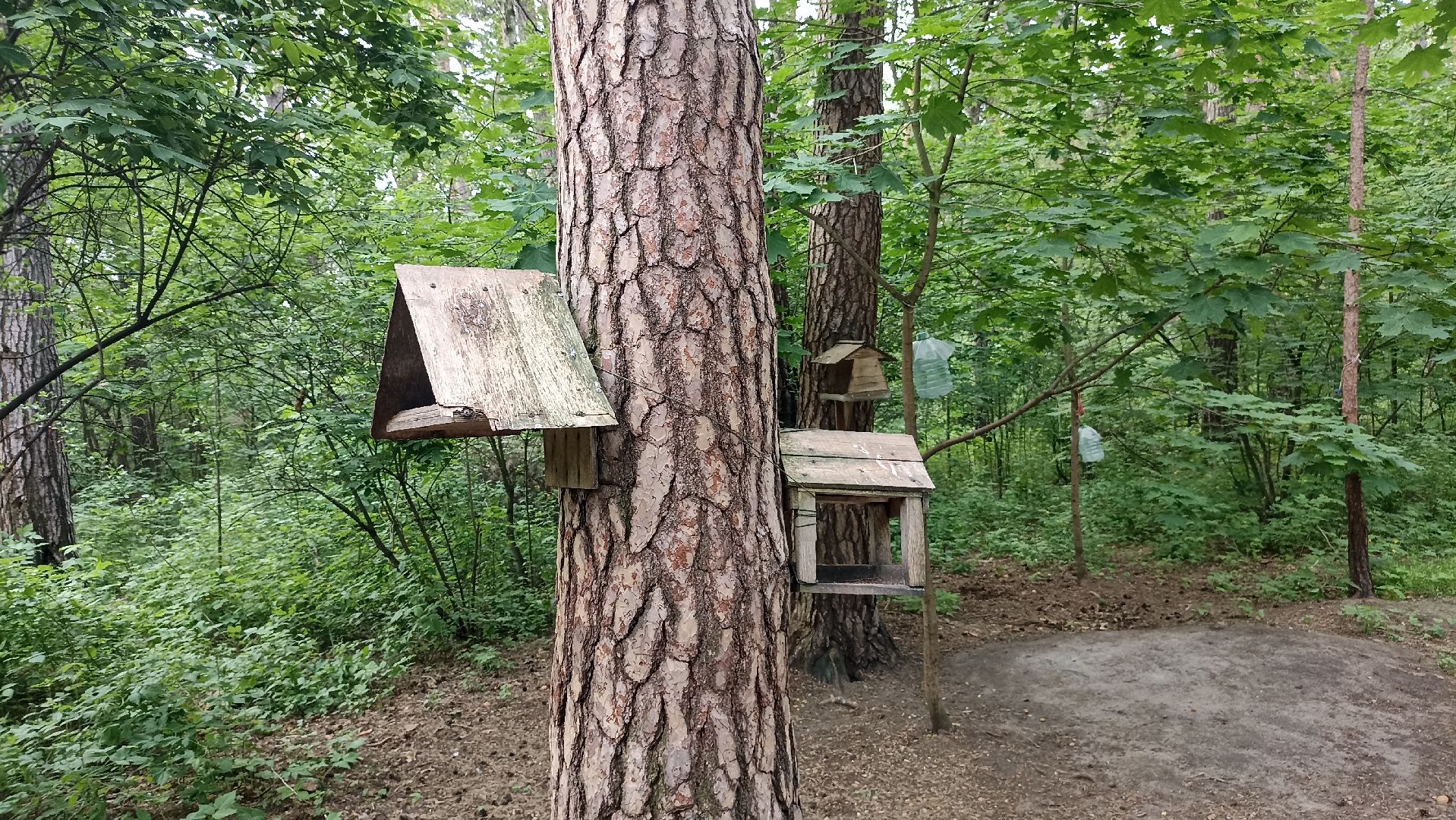 Серпухов, Подмосковье, стадион, белки, реконструкция