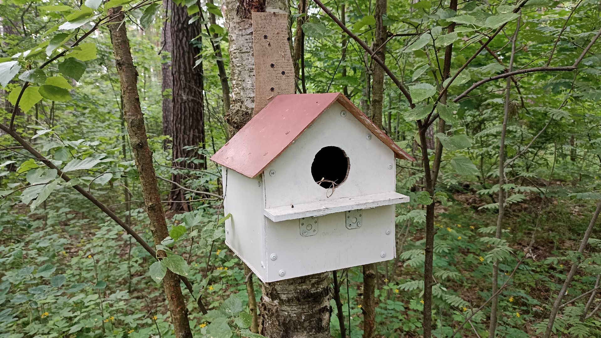 Серпухов, Подмосковье, стадион, белки, реконструкция
