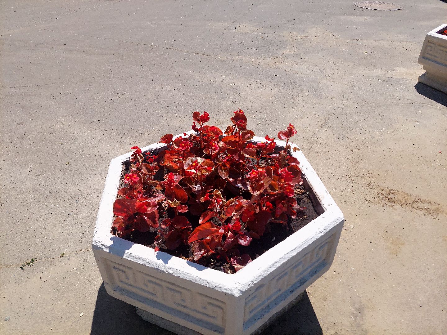 благоустройство, высадка цветов, город