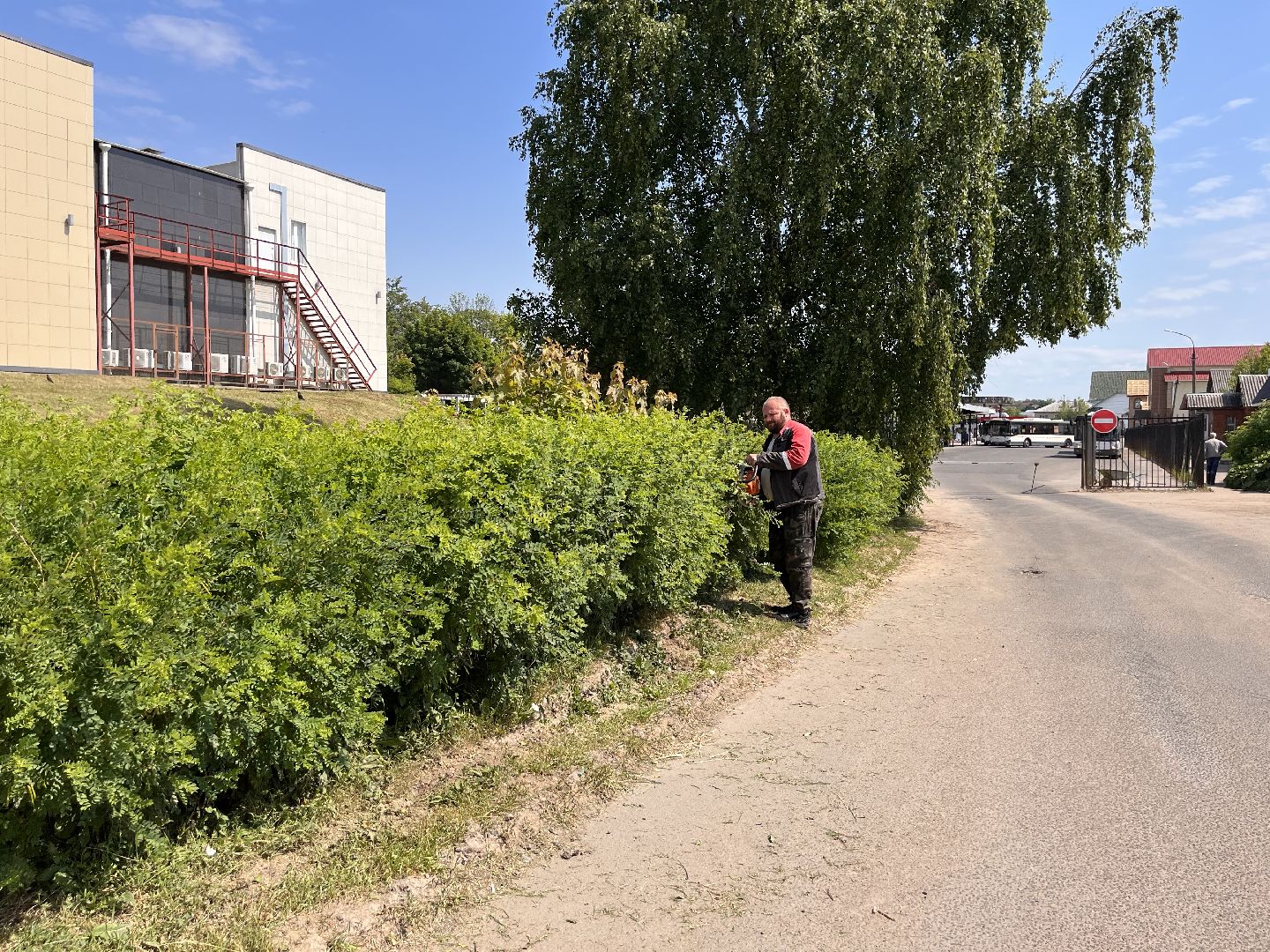 Шаховская, покос, трава