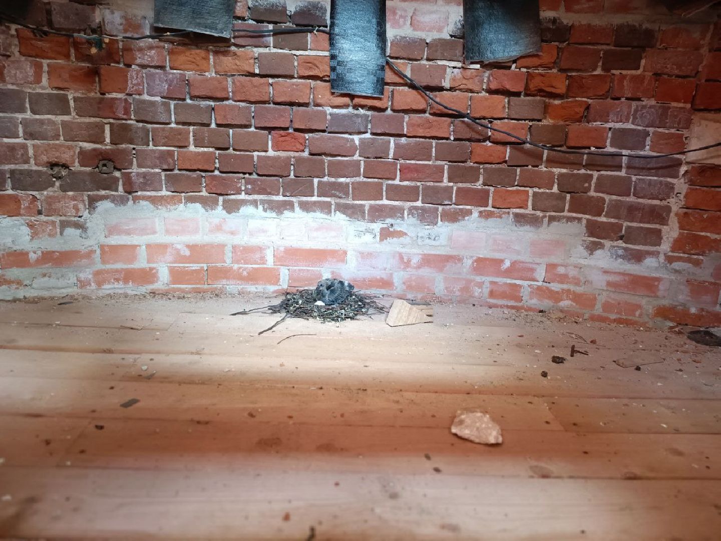 Можайск, Можайский городской округ, Подмосковье, голуби, православный храм, колокольня, Никольский собор, птенцы, гнездо, потомство