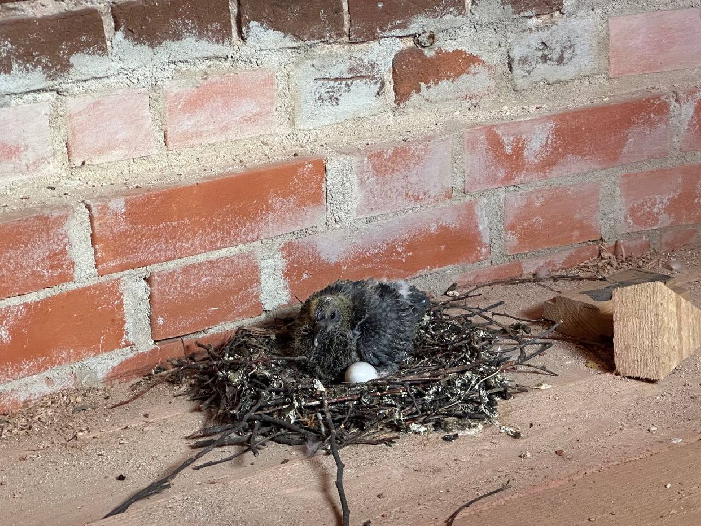 Можайск, Можайский городской округ, Подмосковье, голуби, православный храм, колокольня, Никольский собор, птенцы, гнездо, потомство