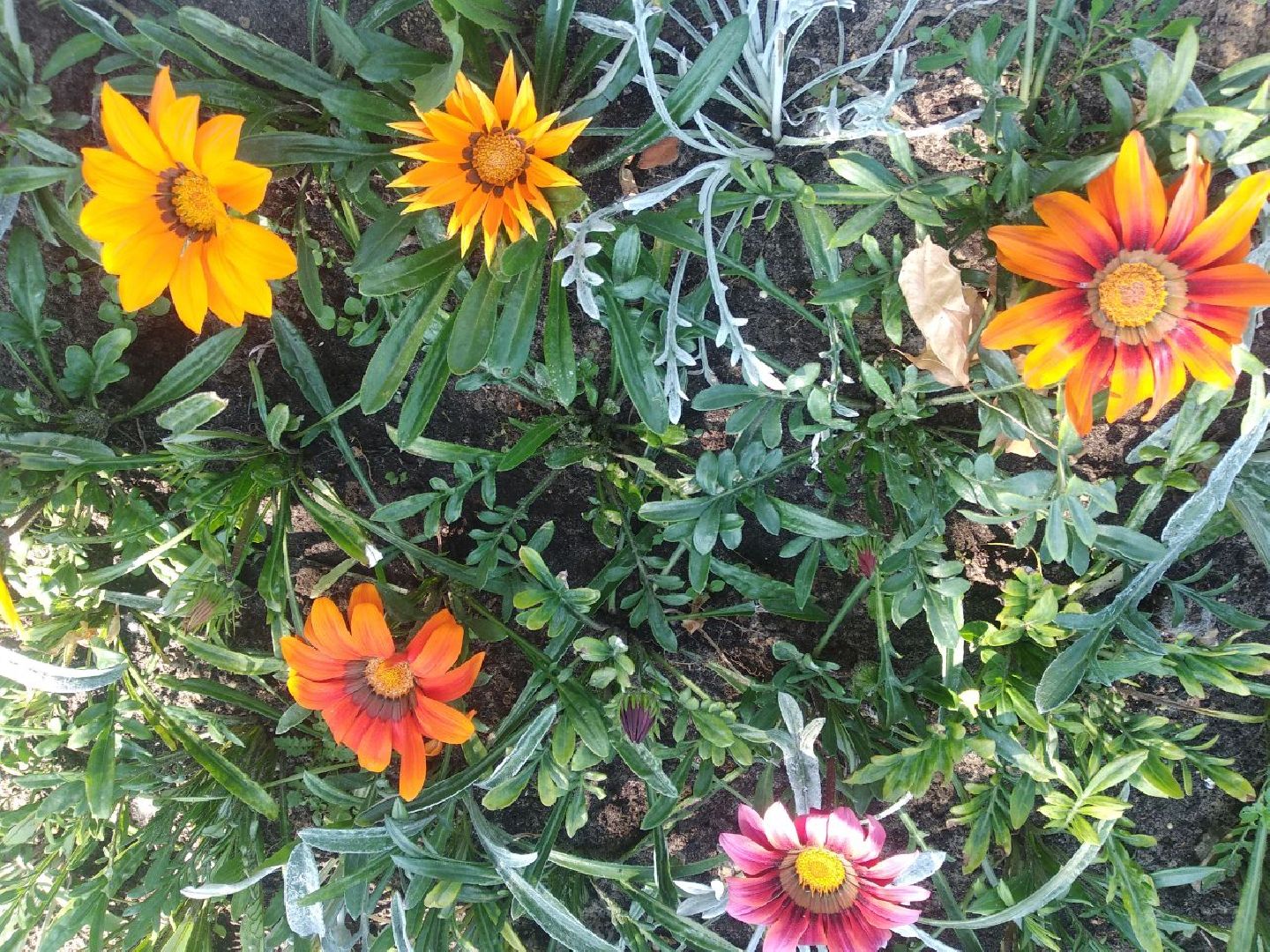 Дмитров, Озеленение, МКУ ЖКХ и благоустройство