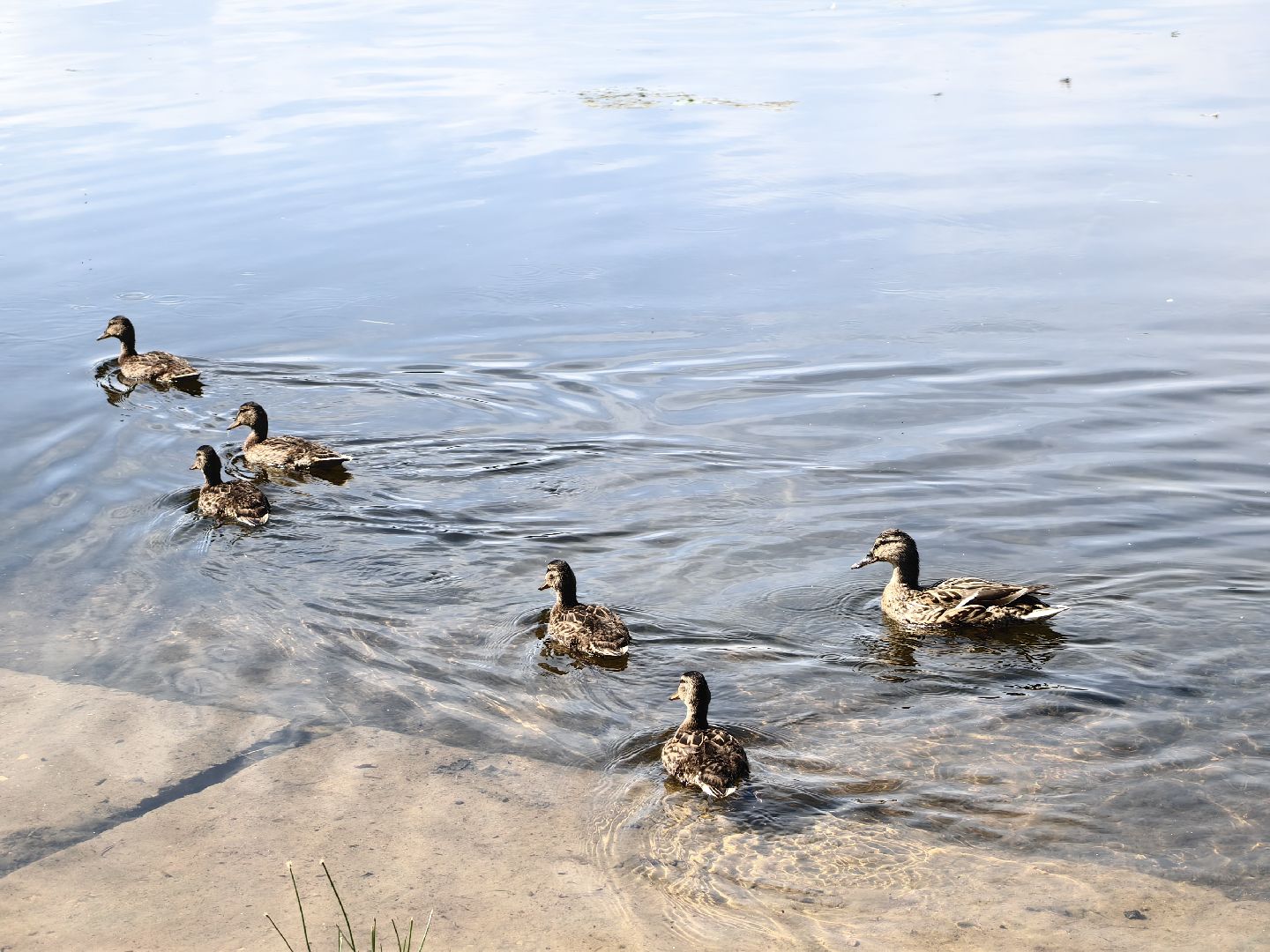 Служба спасения, водоём, лес, правила поведения