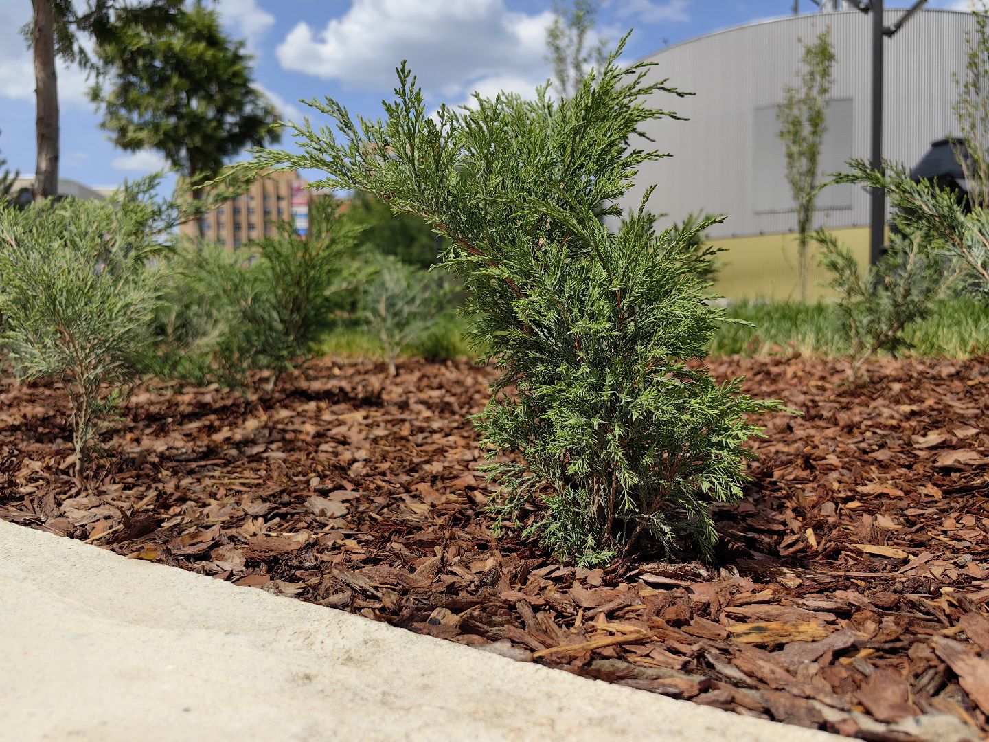 Деревья, цветы, озеленение, кустарники, территория, хвойные