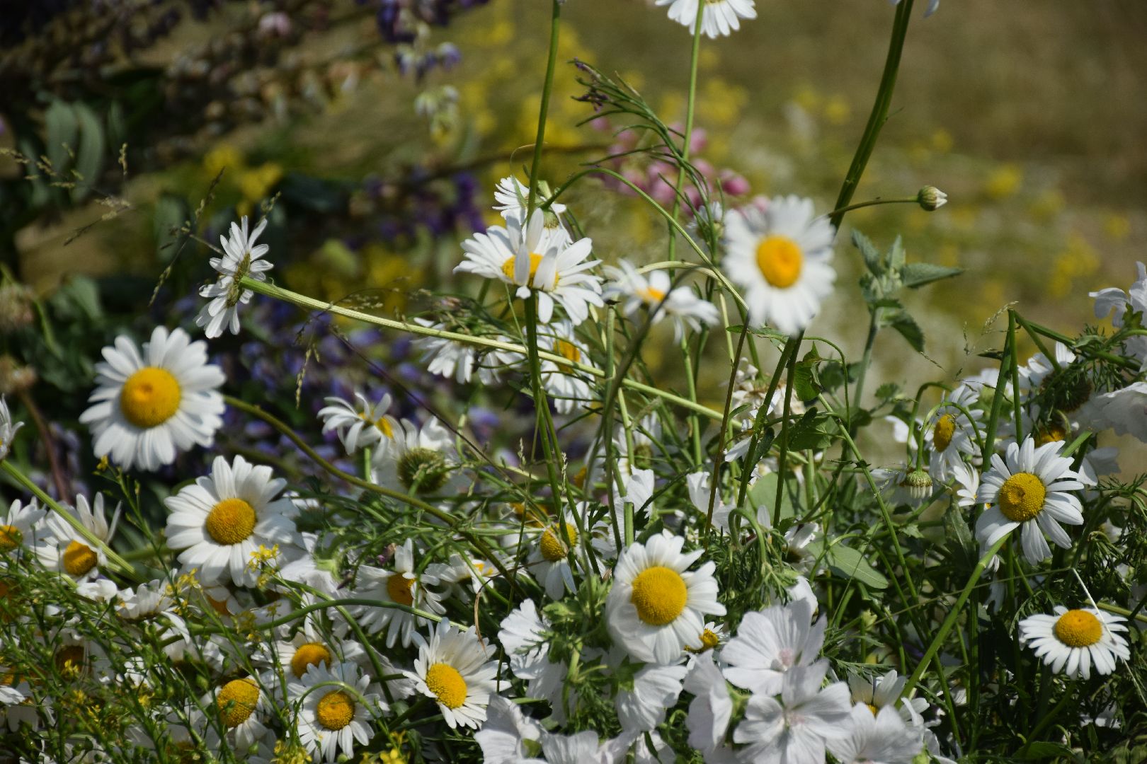 Павловский Посад, городской округ Павловский Посад, общество, люди, фестиваль, семья, традиции, венки