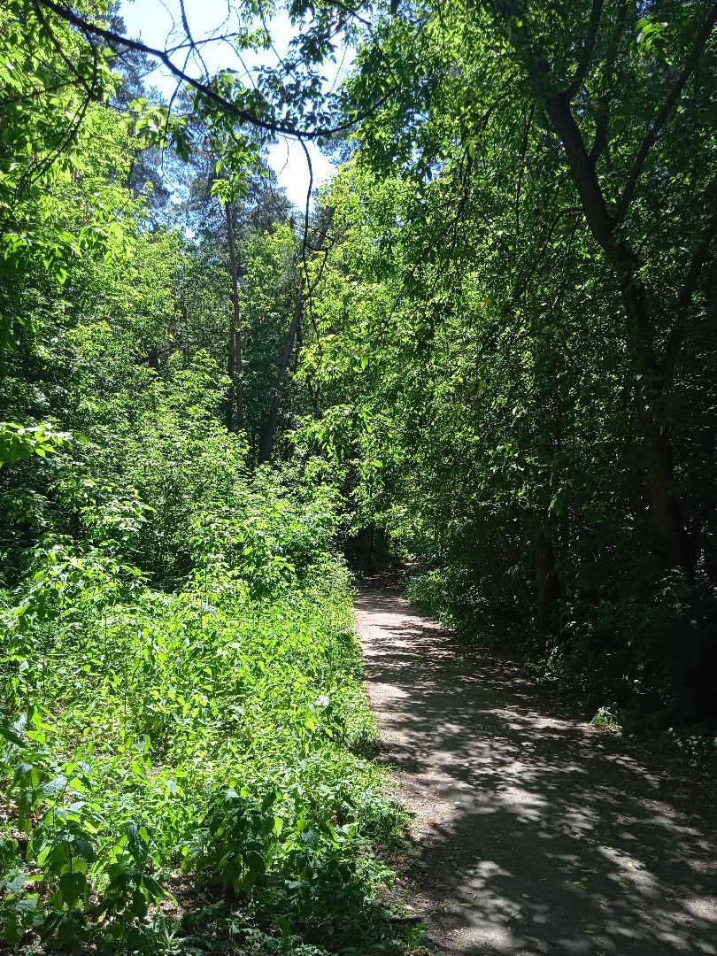 лес, пожарная, опасность, посещение