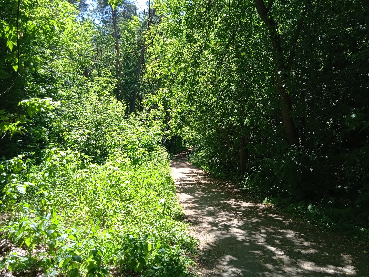 лес, пожарная, опасность, посещение