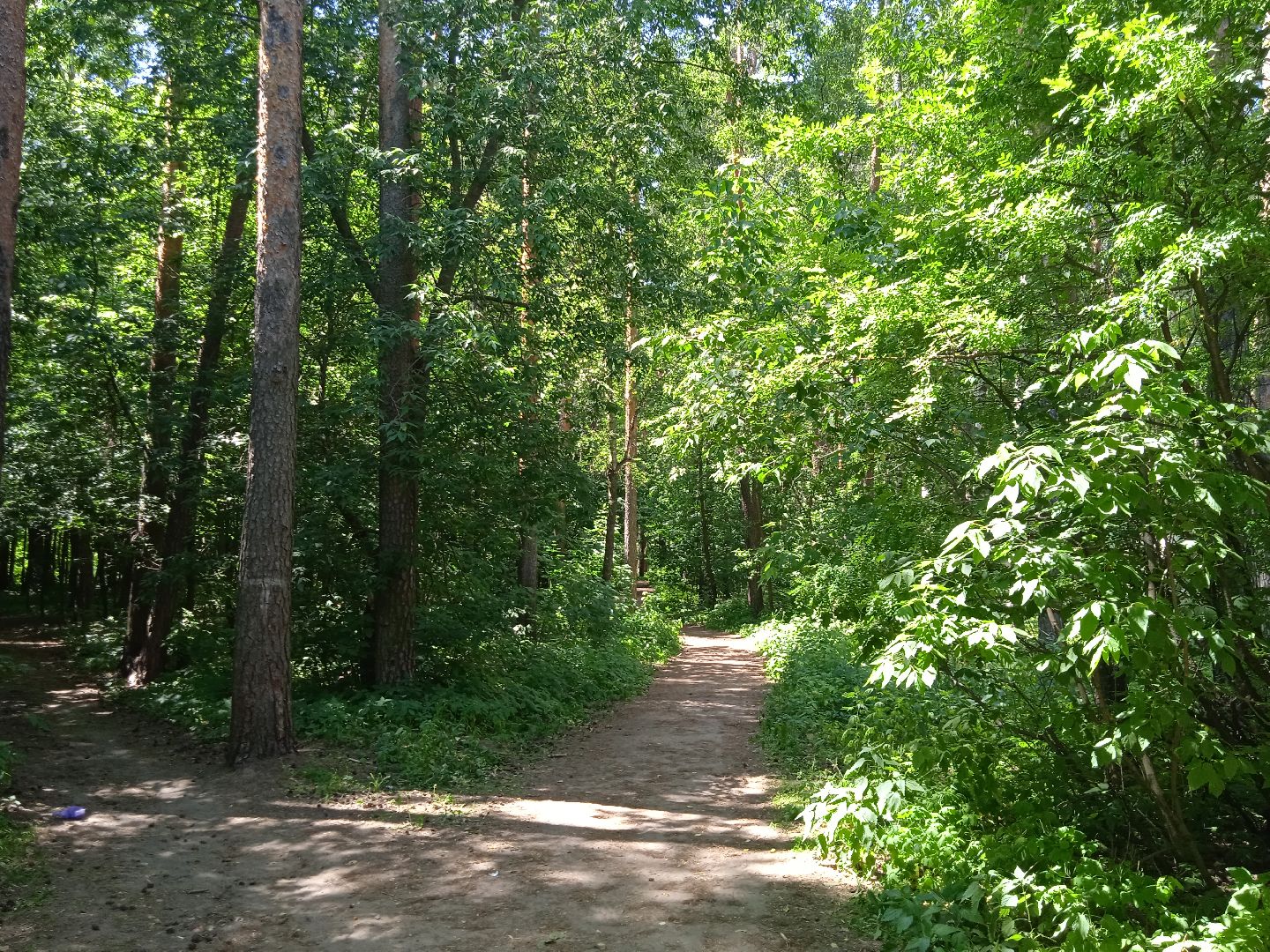 лес, пожарная, опасность, посещение